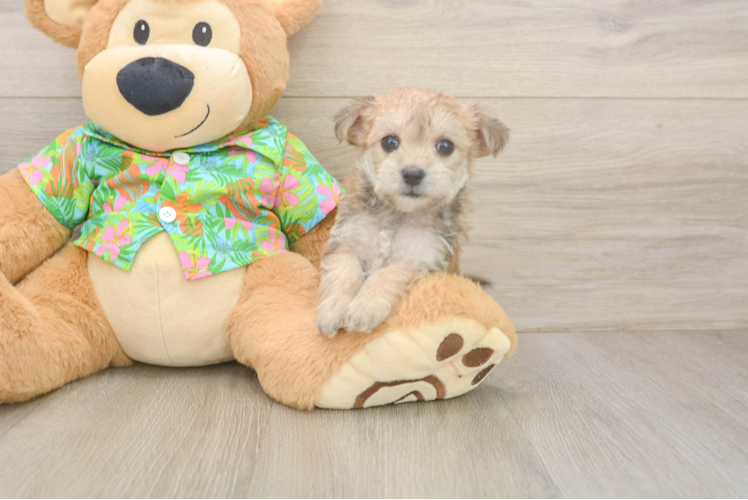 Morkie Pup Being Cute