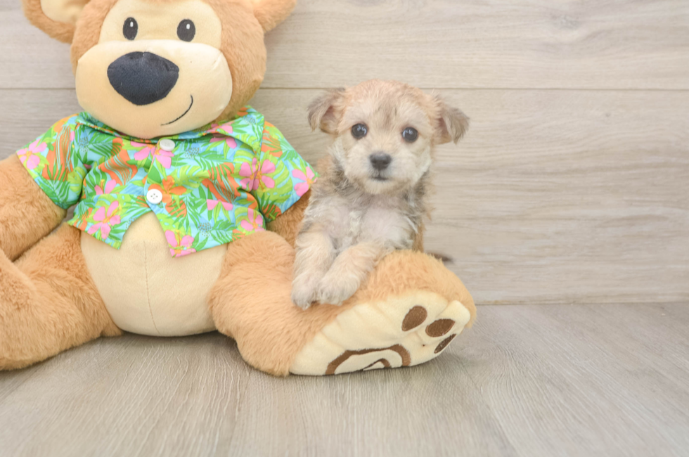 7 week old Morkie Puppy For Sale - Simply Southern Pups