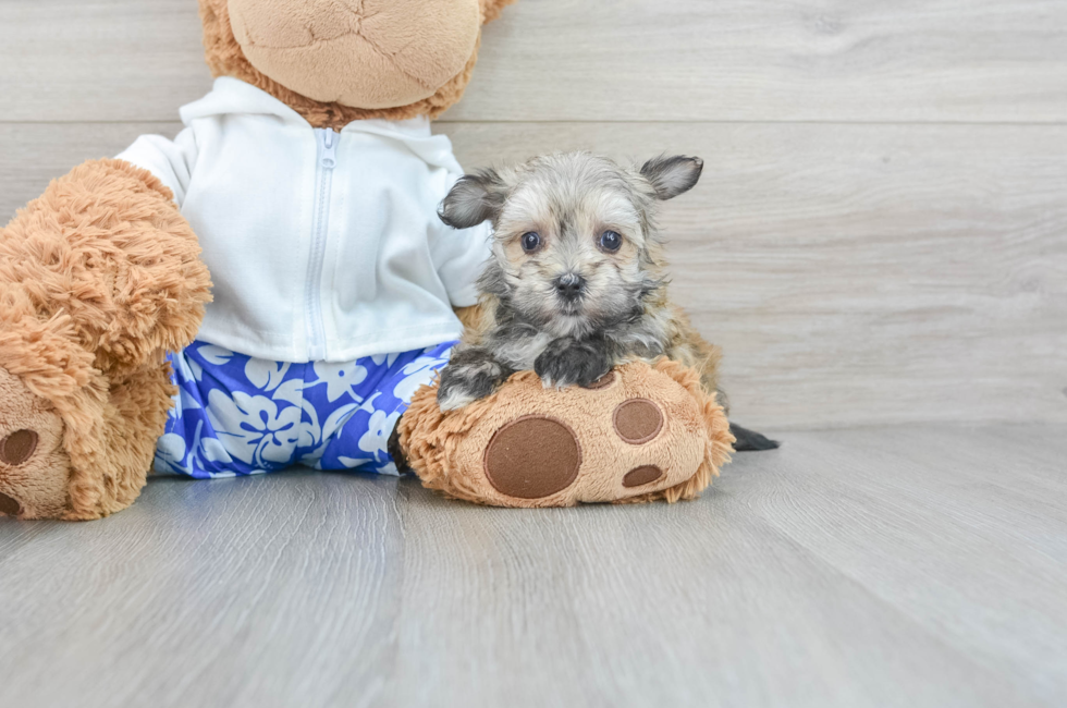 7 week old Morkie Puppy For Sale - Simply Southern Pups