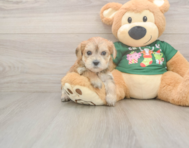 5 week old Morkie Puppy For Sale - Simply Southern Pups