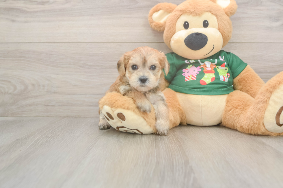 5 week old Morkie Puppy For Sale - Simply Southern Pups