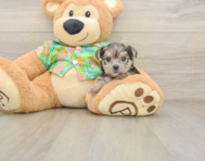 7 week old Morkie Puppy For Sale - Simply Southern Pups