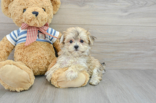 Funny Morkie Designer Pup