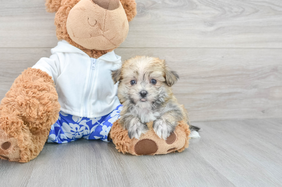 7 week old Morkie Puppy For Sale - Simply Southern Pups