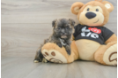 Friendly Morkie Baby