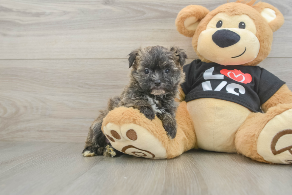 Friendly Morkie Baby