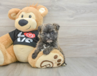 6 week old Morkie Puppy For Sale - Simply Southern Pups