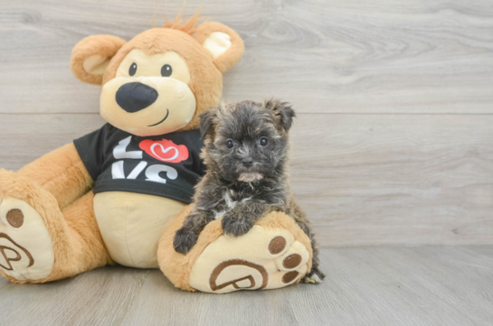 Sweet Morkie Baby