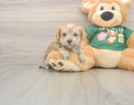 5 week old Morkie Puppy For Sale - Simply Southern Pups