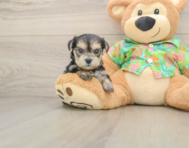 6 week old Morkie Puppy For Sale - Simply Southern Pups
