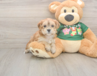 5 week old Morkie Puppy For Sale - Simply Southern Pups