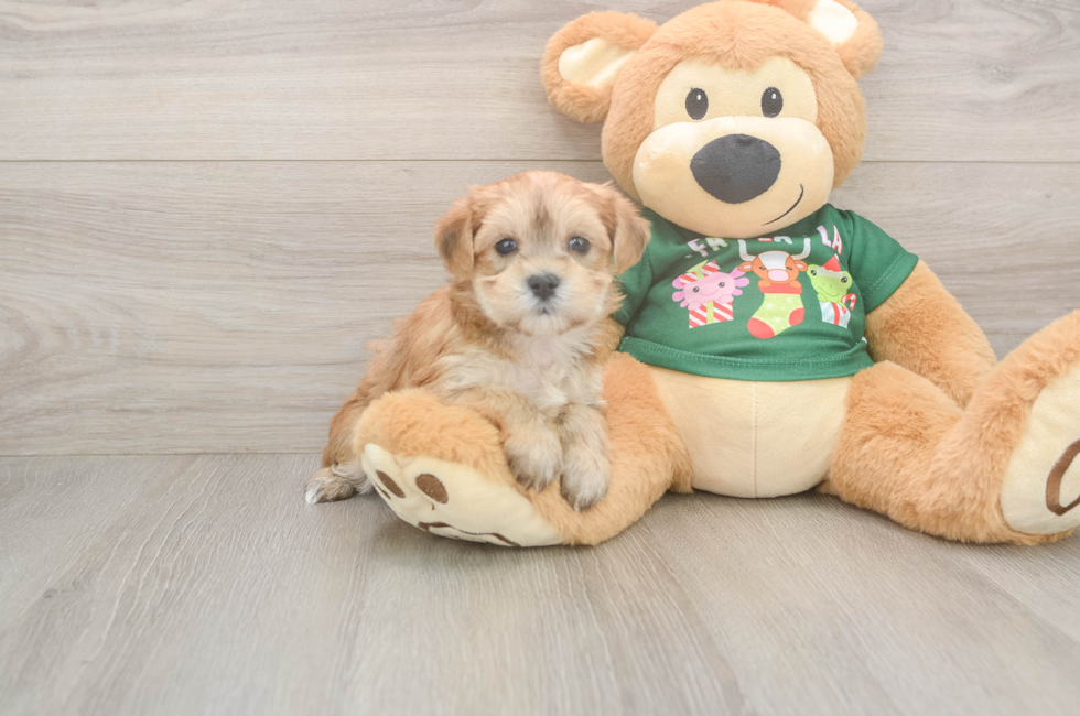 5 week old Morkie Puppy For Sale - Simply Southern Pups