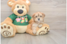 Best Morkie Baby