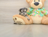 10 week old Morkie Puppy For Sale - Simply Southern Pups