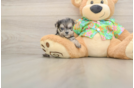 Cute Morkie Baby