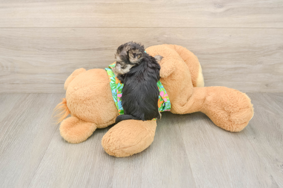 Best Morkie Baby