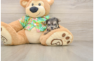 Popular Morkie Designer Pup