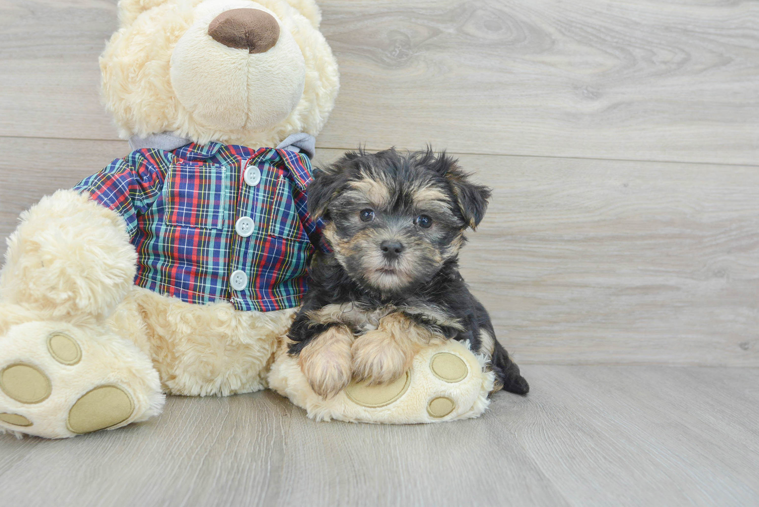 Toy top morkie puppies