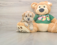 5 week old Morkie Puppy For Sale - Simply Southern Pups