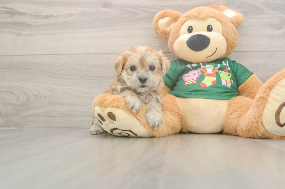 5 week old Morkie Puppy For Sale - Simply Southern Pups
