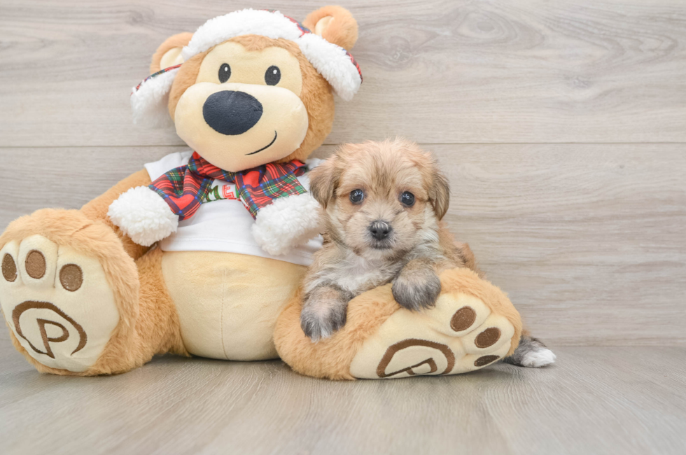 5 week old Morkie Puppy For Sale - Simply Southern Pups