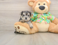 6 week old Morkie Puppy For Sale - Simply Southern Pups