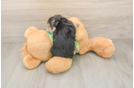 Best Morkie Baby