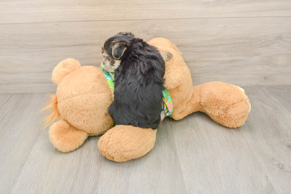 Best Morkie Baby