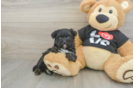 Fluffy Morkie Designer Pup
