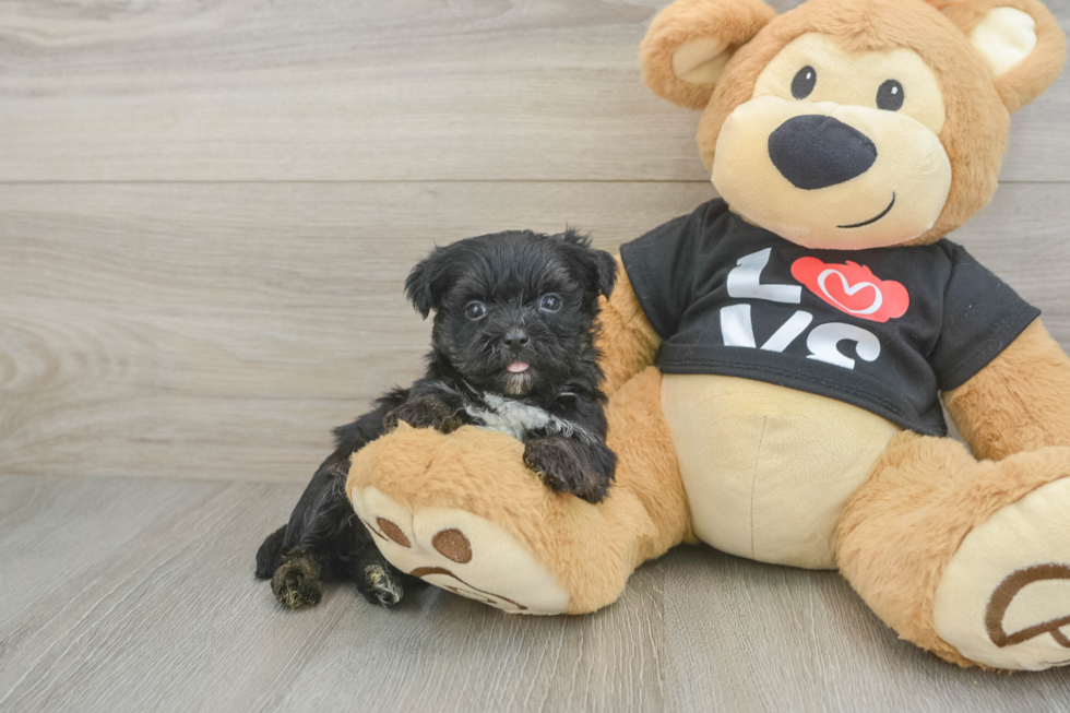 Fluffy Morkie Designer Pup