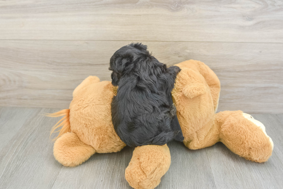 Best Morkie Baby