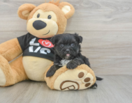 7 week old Morkie Puppy For Sale - Simply Southern Pups