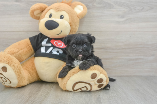 Friendly Morkie Baby