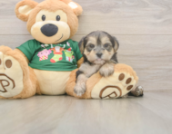 5 week old Morkie Puppy For Sale - Simply Southern Pups