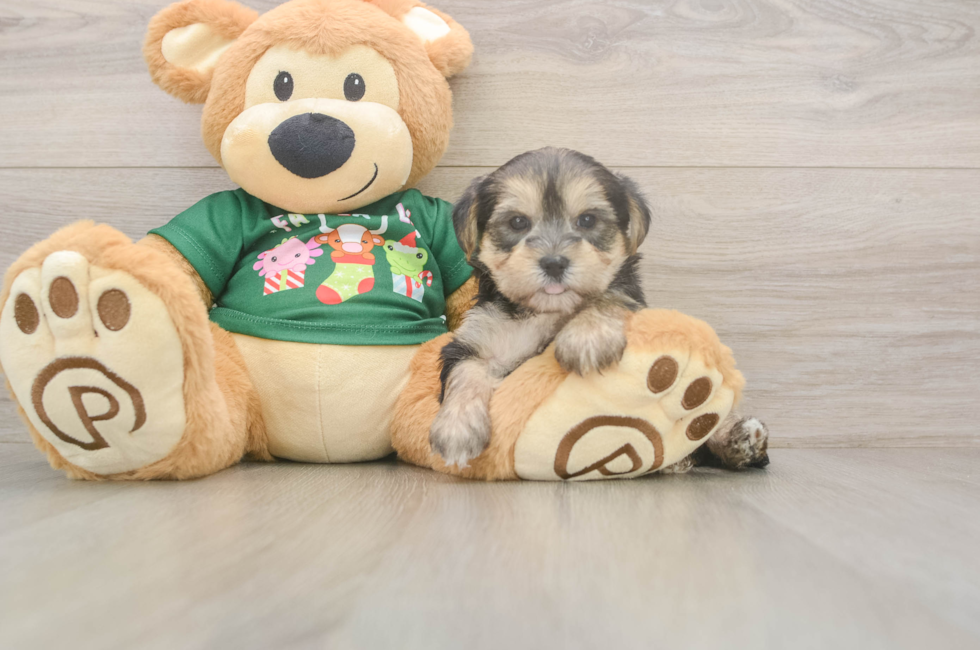 5 week old Morkie Puppy For Sale - Simply Southern Pups