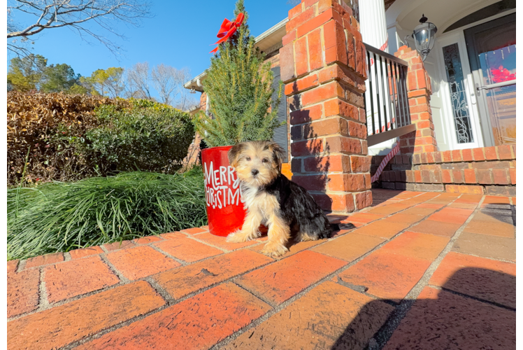 Morkie Pup Being Cute