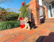 9 week old Morkie Puppy For Sale - Simply Southern Pups