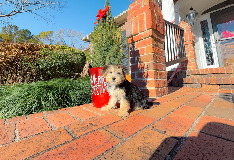 Morkie Pup Being Cute