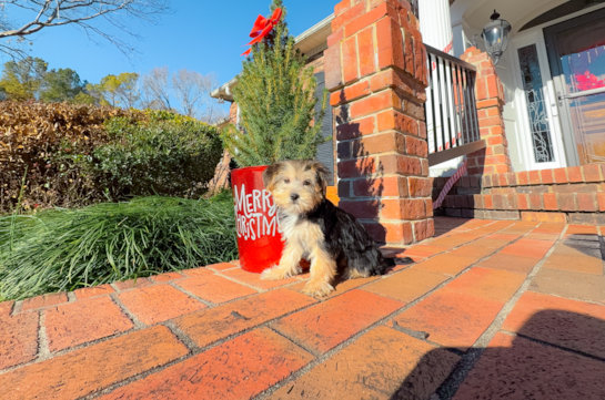 Morkie Pup Being Cute