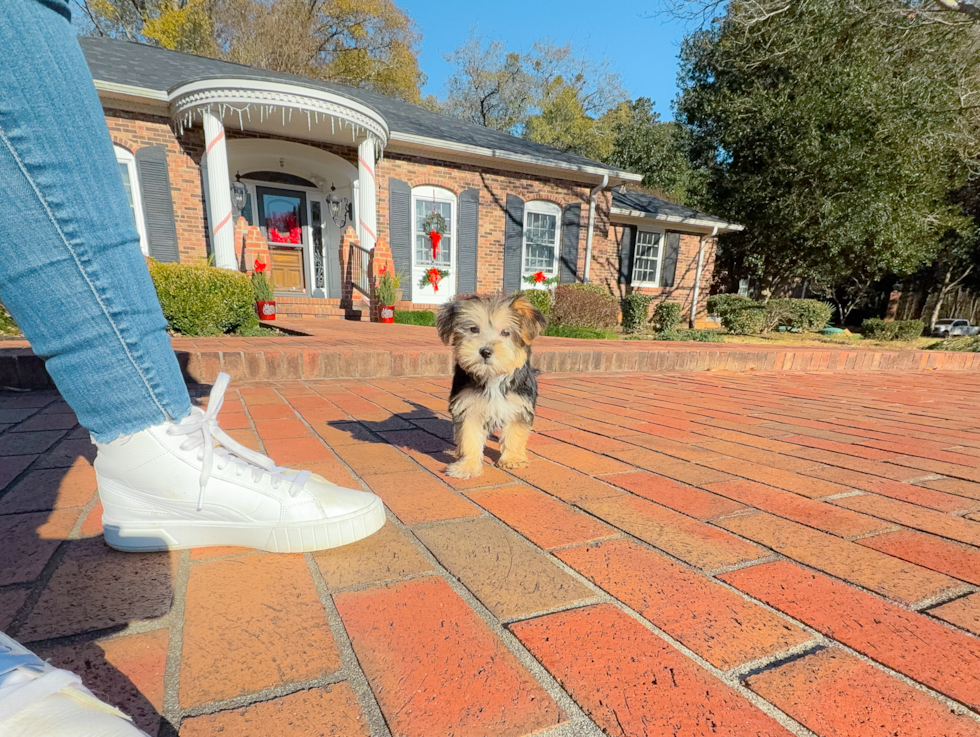 Morkie Pup Being Cute