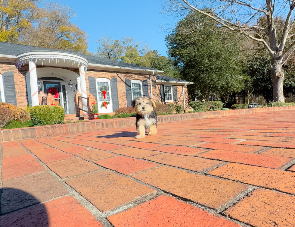 Cute Maltiyork Designer Puppy