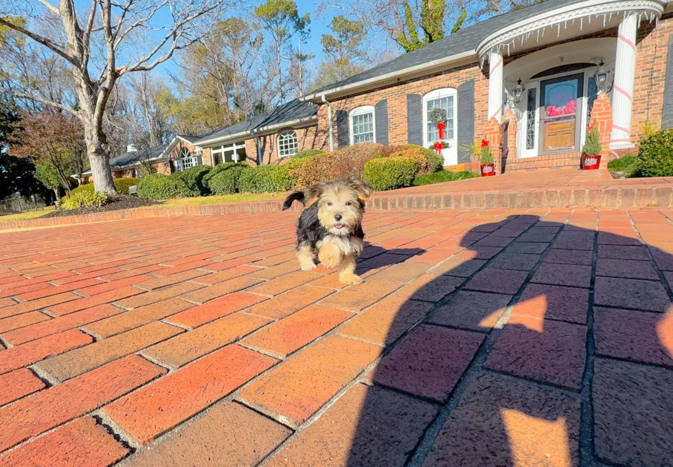 Morkie Pup Being Cute