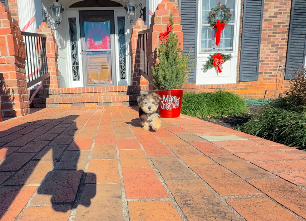 Morkie Pup Being Cute