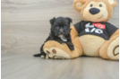 Best Morkie Baby