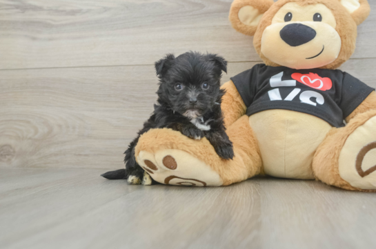 Best Morkie Baby
