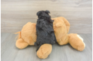 Adorable Yortese Designer Puppy