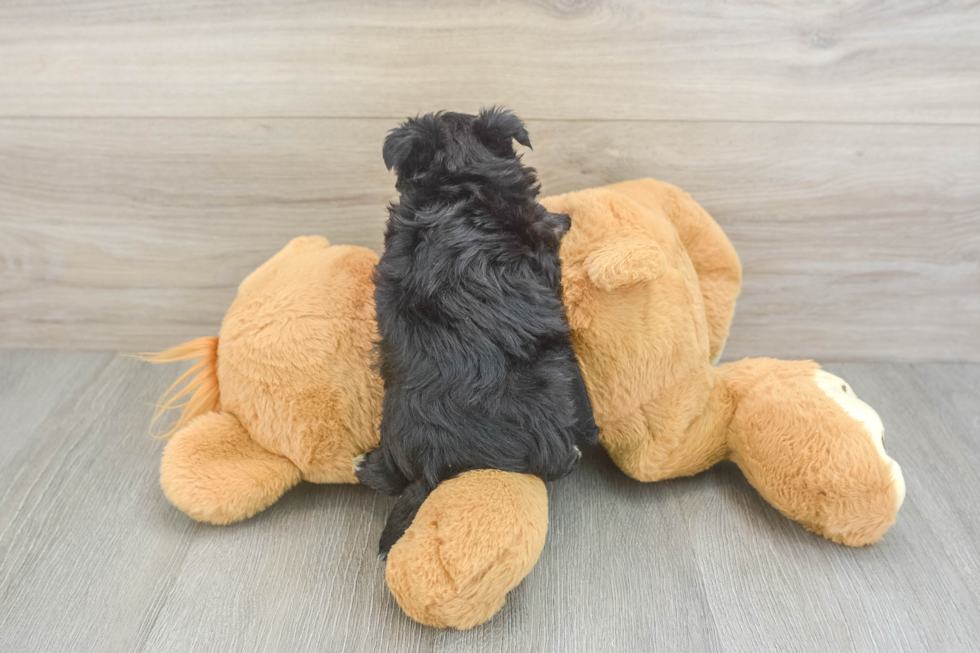 Adorable Yortese Designer Puppy