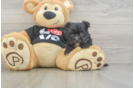 Best Morkie Baby
