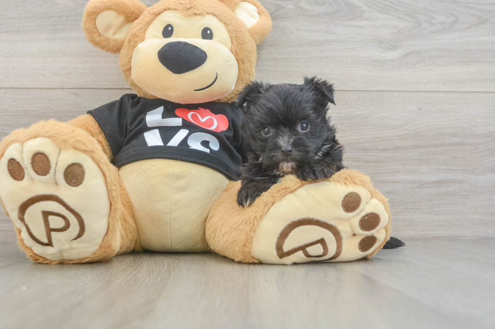Best Morkie Baby