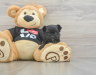 11 week old Morkie Puppy For Sale - Simply Southern Pups